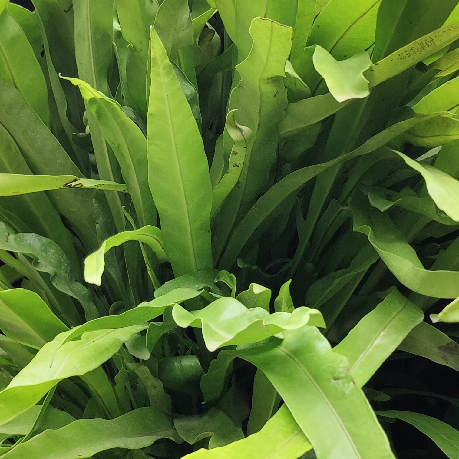 Sword Fern